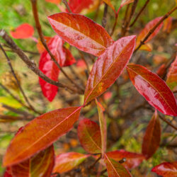 Viburnum nudum Wild raisin