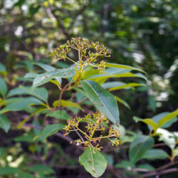 Viburnum nudum Wild raisin