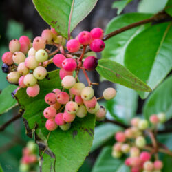 Viburnum nudum Wild raisin