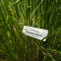 Big bluestem Andropogon gerardii