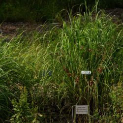 Big bluestem Andropogon gerardii