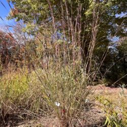 Big bluestem Andropogon gerardii